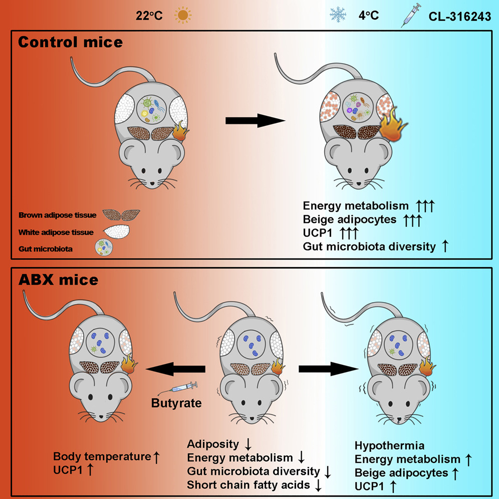 6_li2019microbiota.jpg